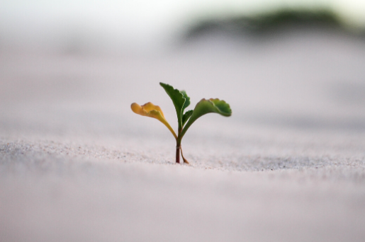 resiliencia soft skills